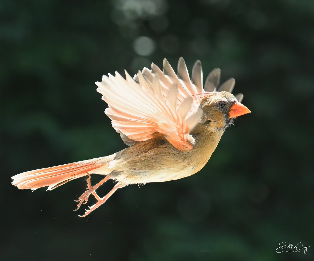 Lady Cardinal catching the light just right. #BirdsOfTwitter