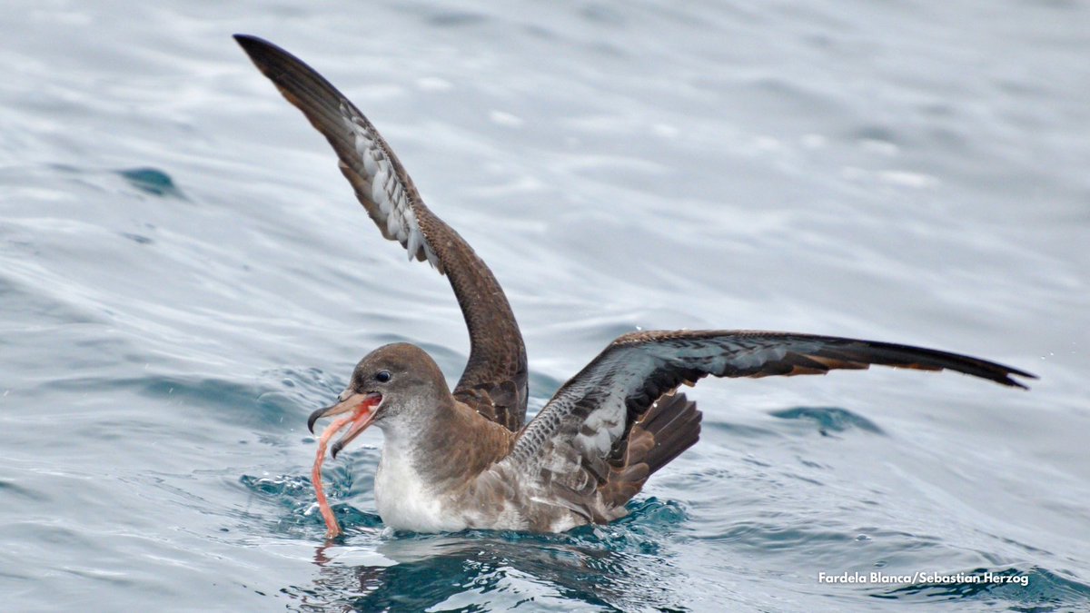 ¿Sabías que Chile es el segundo país en el mundo que alberga la mayor cantidad de #aves marinas amenazadas? 
Junto a Nueva Zelanda y Estados Unidos, corresponden a los tres países de mayor relevancia para su conservación a nivel global.