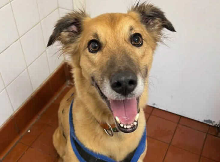 Please share to help Boyce find a home #WOKING #SURREY #UK

Affectionate Saluki Cross aged 6. Given up, unwanted by his owner. He is looking for a loving adult home as the only pet. Please read full details ⭐️

DETAILS or APPLY👇
rspca.org.uk/findapet/detai…

#dogs #pets #Saluki
