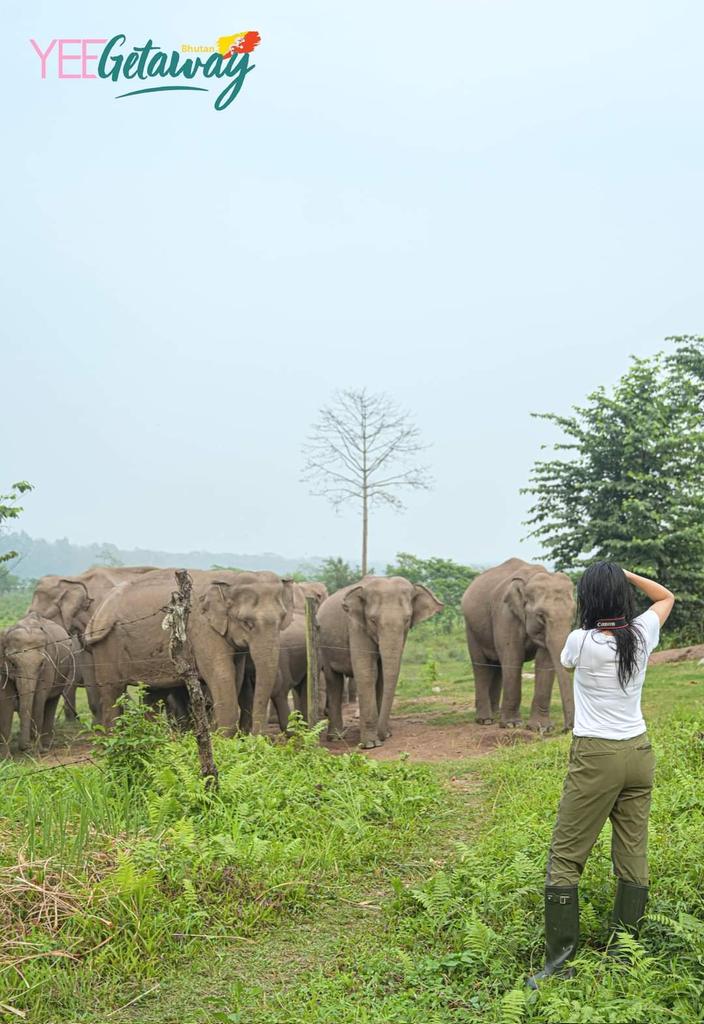 Have you ever seen herds of wild elephants in southern  Bhutan?
Read more m.facebook.com/story.php?stor… #phibsoo