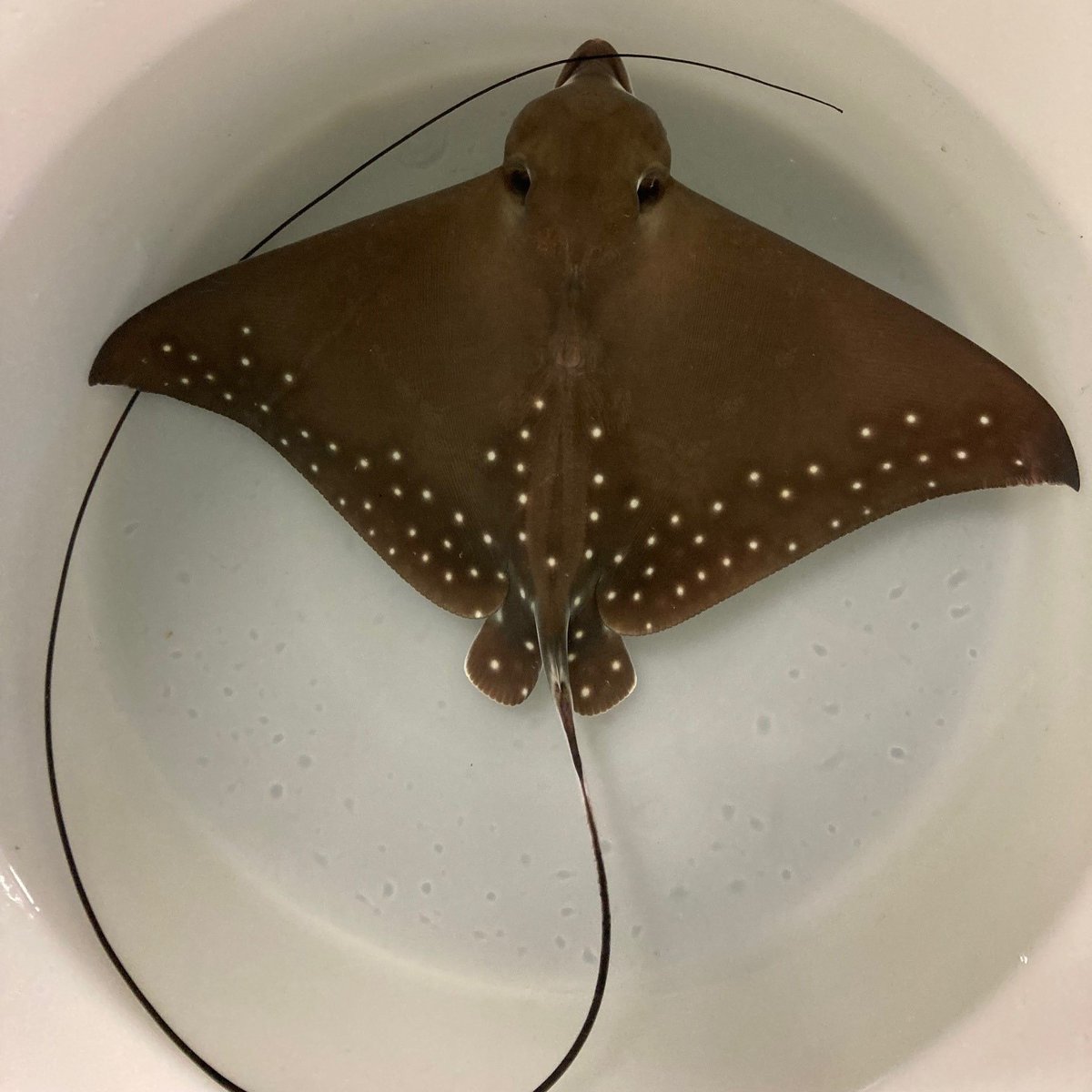 Say hello to the newest arrivals @PlaneteNAUSICAA. The aquarium in France has welcomed the birth of two eagle ray pups. 😍 Congratulations to the animal care teams on this breeding success!