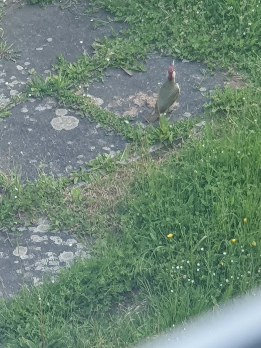 beverlydando's tweet photo. @ChrisGPackham 
Woodpecker in my garden https://t.co/cRVx6zv4fF