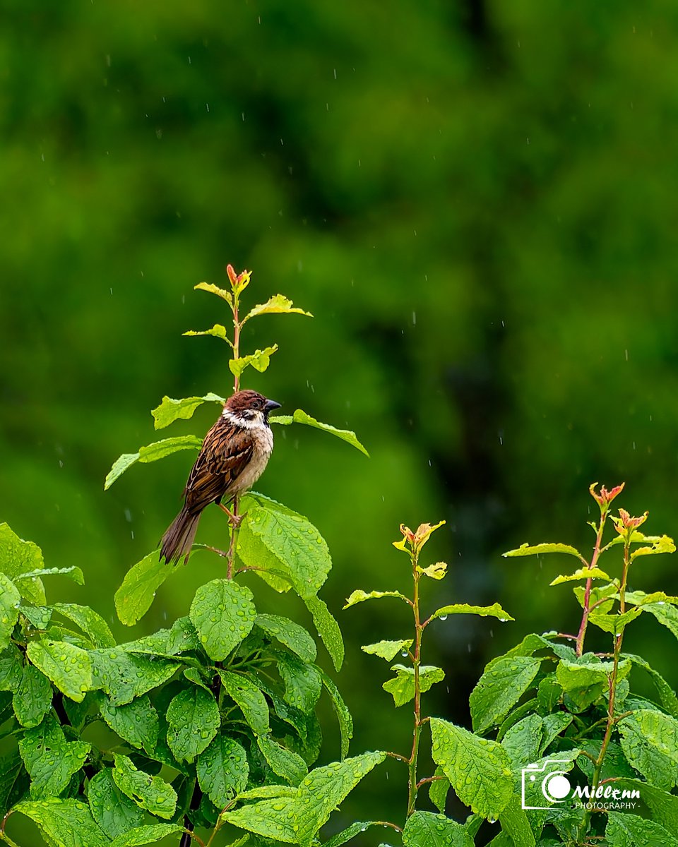 MilenRT's tweet photo. #bird #birdphotography #millenn #Nikon #nikonphotography #nikon28300mm https://t.co/pl2MXyh39v