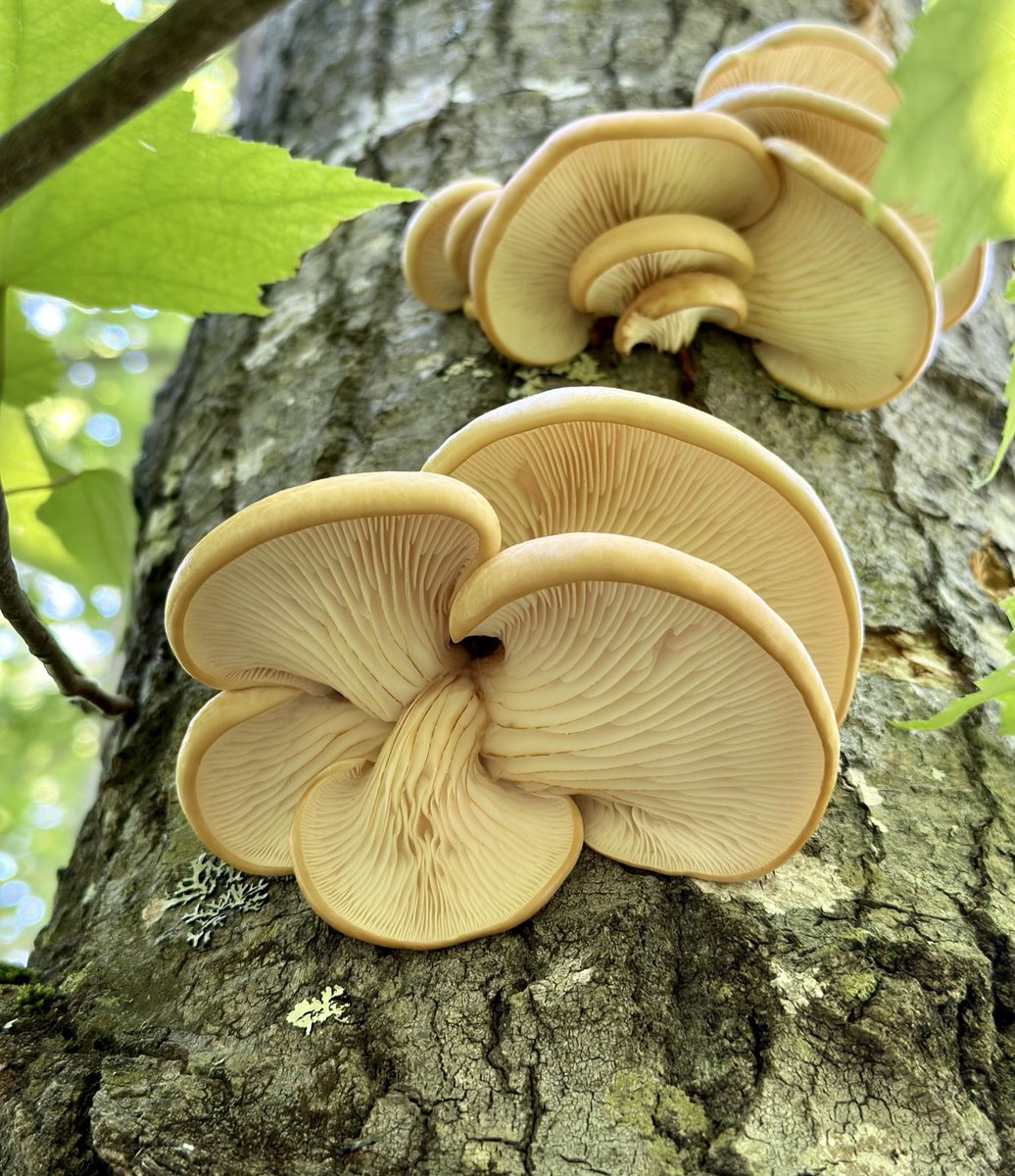 Thursday vs Monday 
The babies are all grown up 🤍🤍🤍
#MushroomMonday