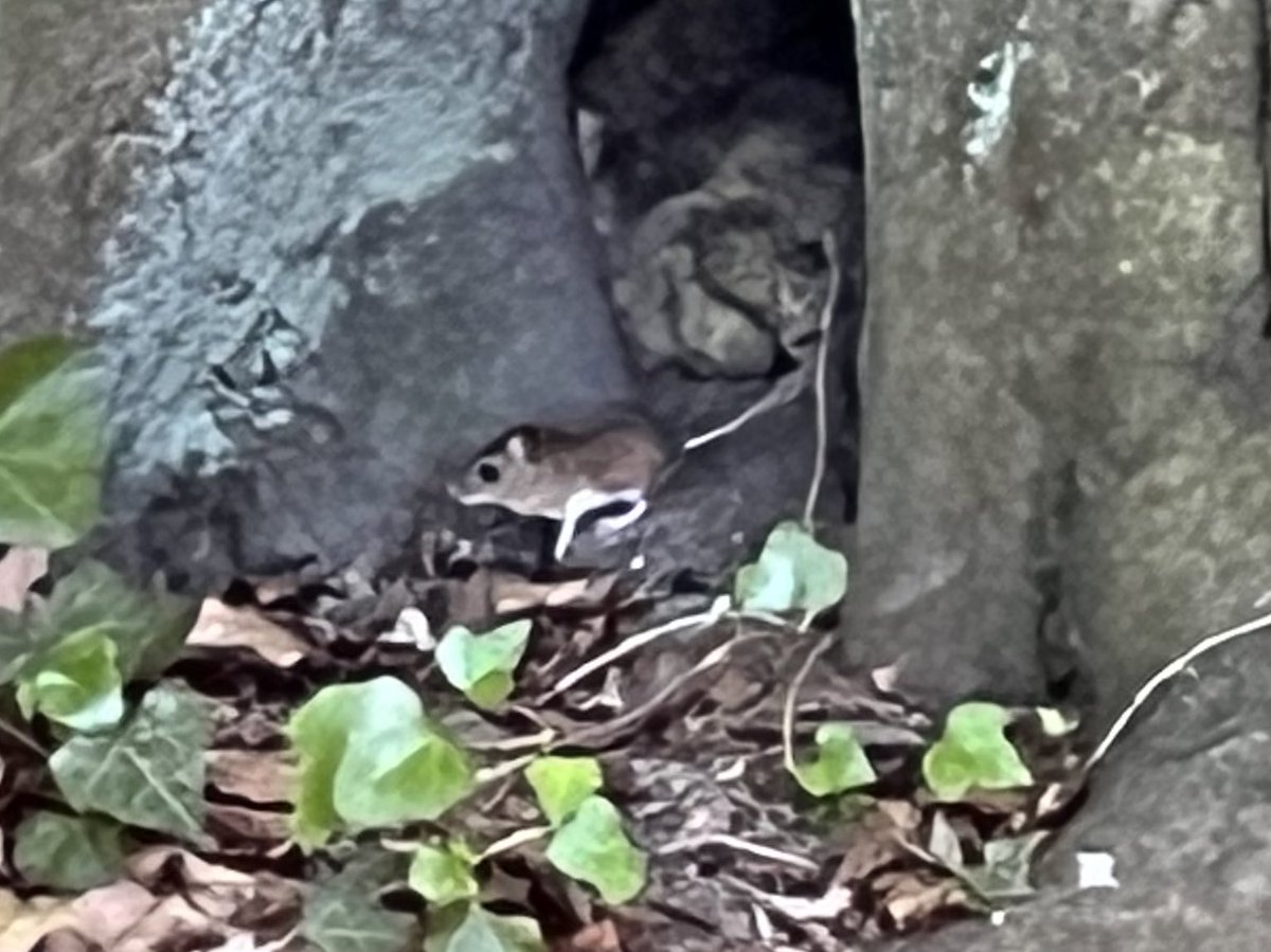 thorstenfirlus's tweet photo. Bilch oder Maus? Ich bin #teammaus https://t.co/6J6ytW363V