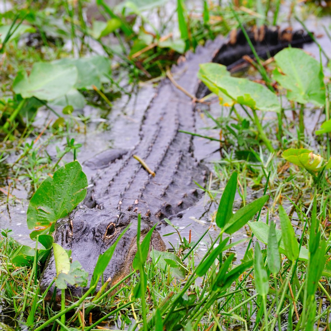 UFWildlife's tweet photo. Happy National Alligator Day! 🎉🐊

Did you know that alligators are not just skilled swimmers, but also masters of disguise? 🕵

On this special day, let's appreciate the beauty and resilience of these incredible creatures. 🙌 

#Floridagators #AlligatorDay #Wildlife #nature https://t.co/rqVxztploF