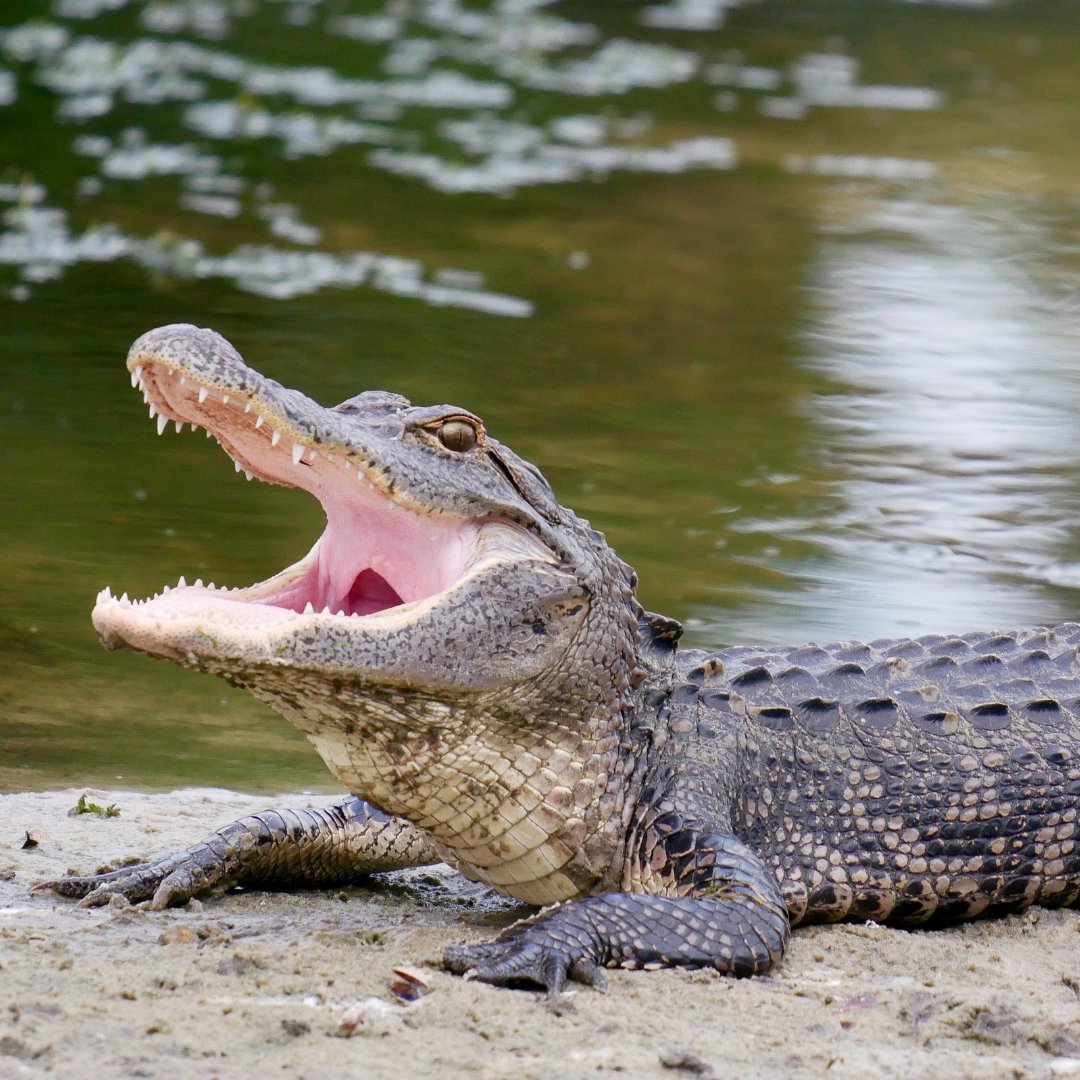 UFWildlife's tweet photo. Happy National Alligator Day! 🎉🐊

Did you know that alligators are not just skilled swimmers, but also masters of disguise? 🕵

On this special day, let's appreciate the beauty and resilience of these incredible creatures. 🙌 

#Floridagators #AlligatorDay #Wildlife #nature https://t.co/rqVxztploF