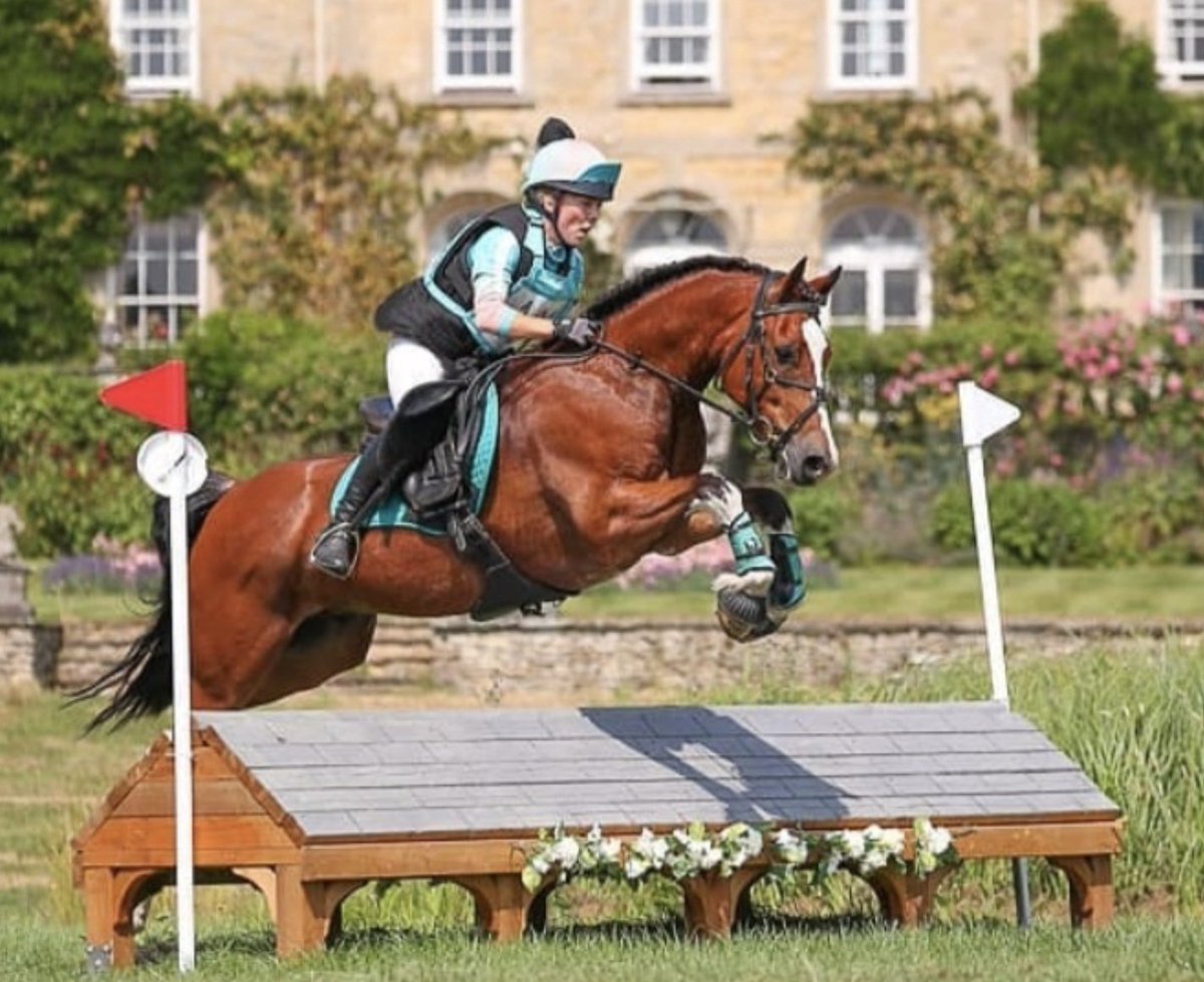 This lovely 14.2hh bay Welsh Section D gelding is for sale trib.al/PvlZEQN Place your advert today and find your horse a great new home trib.al/iC0udsc