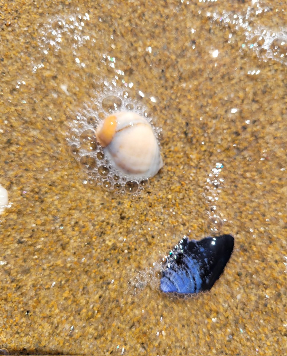 TracyLMcAfee's tweet photo. @VisualsbySauter Plum Island Beach, MA https://t.co/QO5XaA4gb6