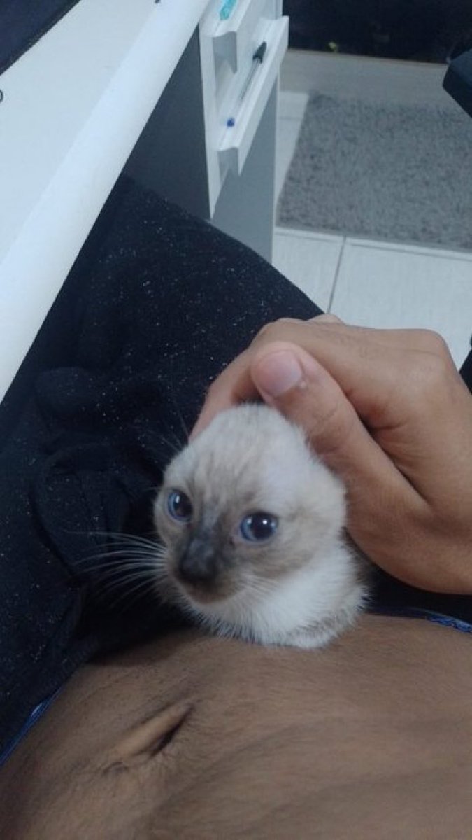 CatsHeld's tweet photo. https://t.co/ojSaHn9IMC