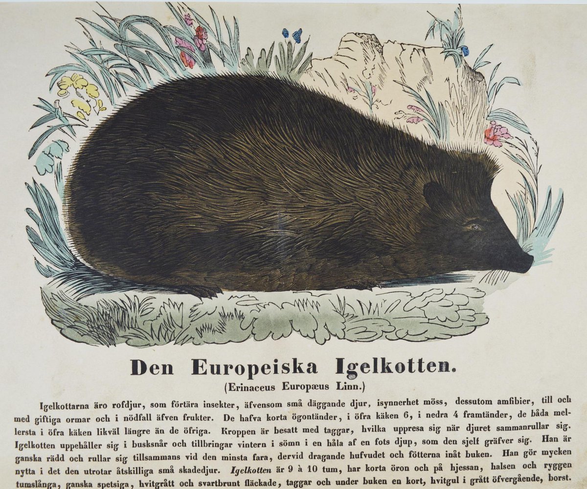 LeoAngelman's tweet image. DEN EUROPEISKA IGELKOTTEN. Handkolorerat träsnitt i passepartout, 1850

PASSEPARTOUTSTORLEK: 40x30 cm. 

Auktionen på Tradera: tradera.com/item/341208/59…

#igelkott #igelkottar #däggdjur #hedgehogs #hedgehog #antikaböcker #antikvariat