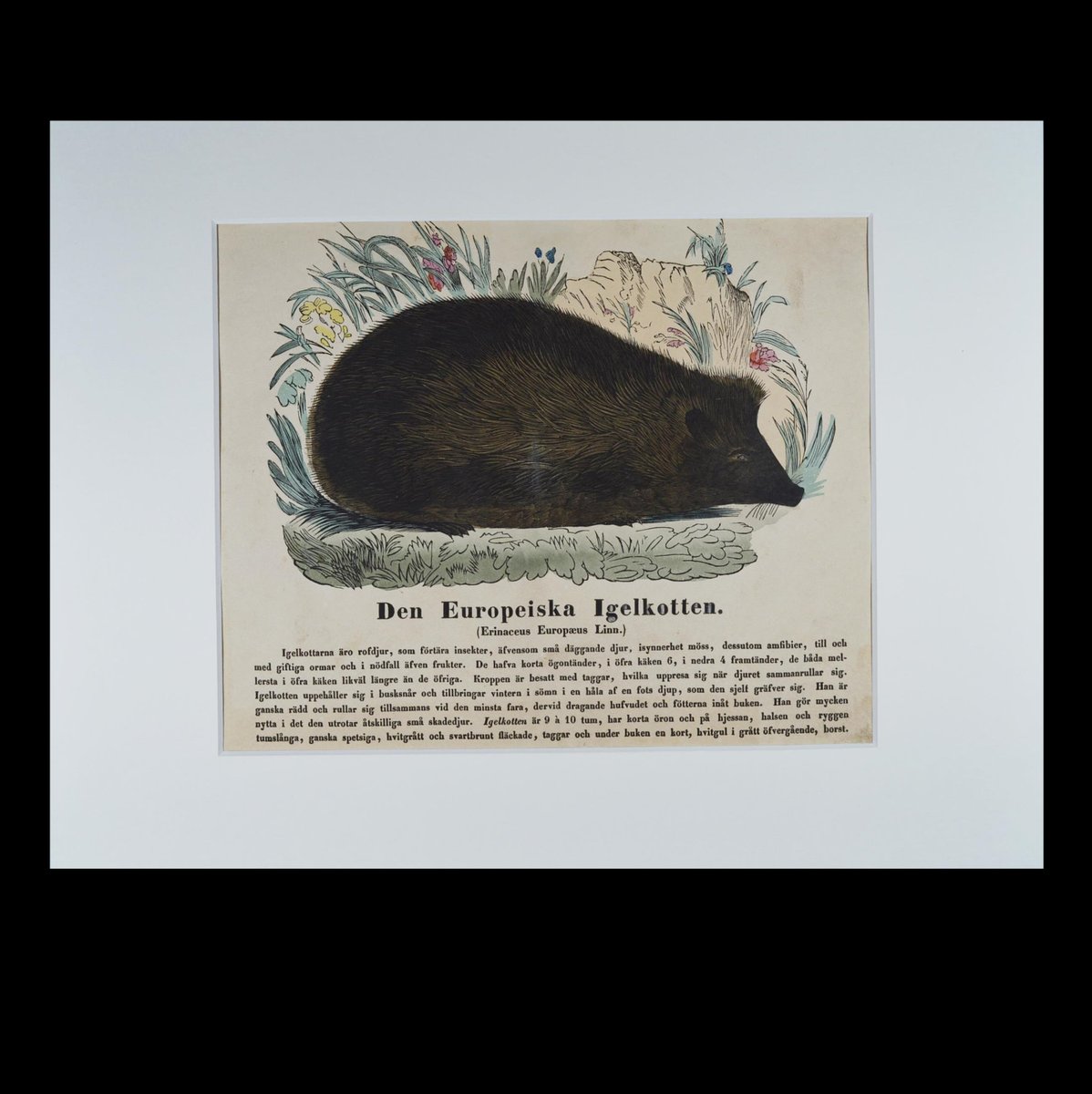 LeoAngelman's tweet image. DEN EUROPEISKA IGELKOTTEN. Handkolorerat träsnitt i passepartout, 1850

PASSEPARTOUTSTORLEK: 40x30 cm. 

Auktionen på Tradera: tradera.com/item/341208/59…

#igelkott #igelkottar #däggdjur #hedgehogs #hedgehog #antikaböcker #antikvariat