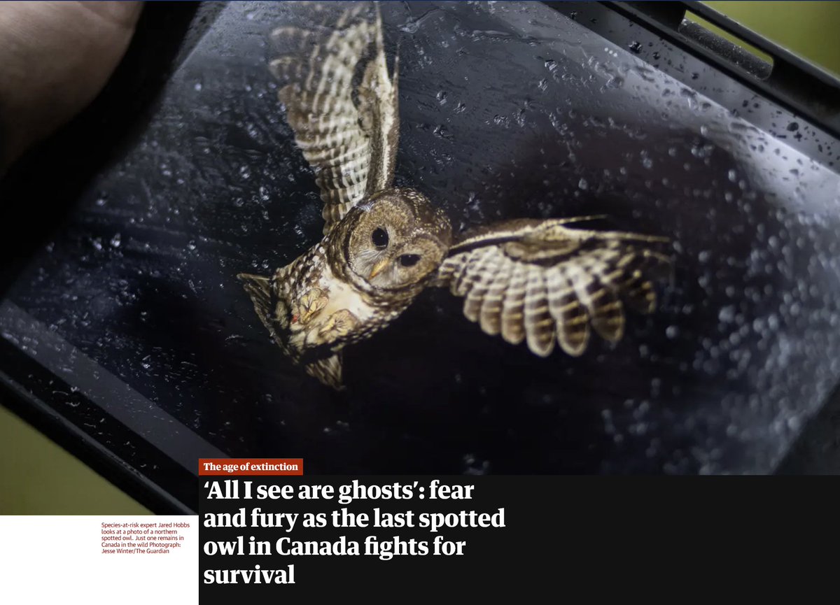 treebeing's tweet photo. What's justification for continued logging?
Protection prospects low, for as long as our society keeps foot down on never ending growth pedal with ZERO recognition of #ecologicaldeficit⬆️TALKING
#climatechange IGNORING #overshoot #extinction, @s_guilbeault @ecojustice_ca https://t.co/bpp6ijSNzH