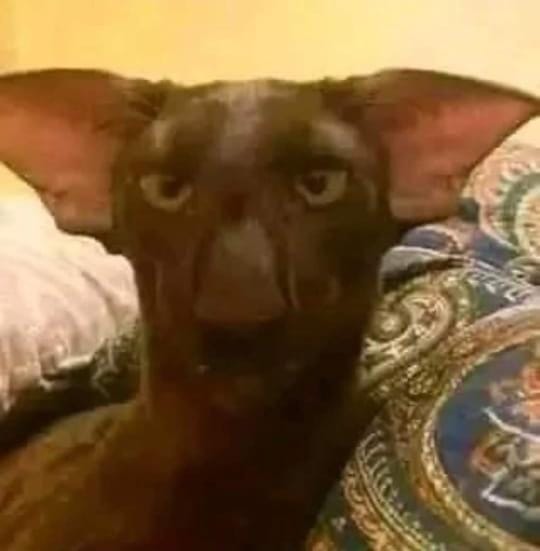 il4s0's tweet photo. @HumansNoContext https://t.co/qSOuP98BQg