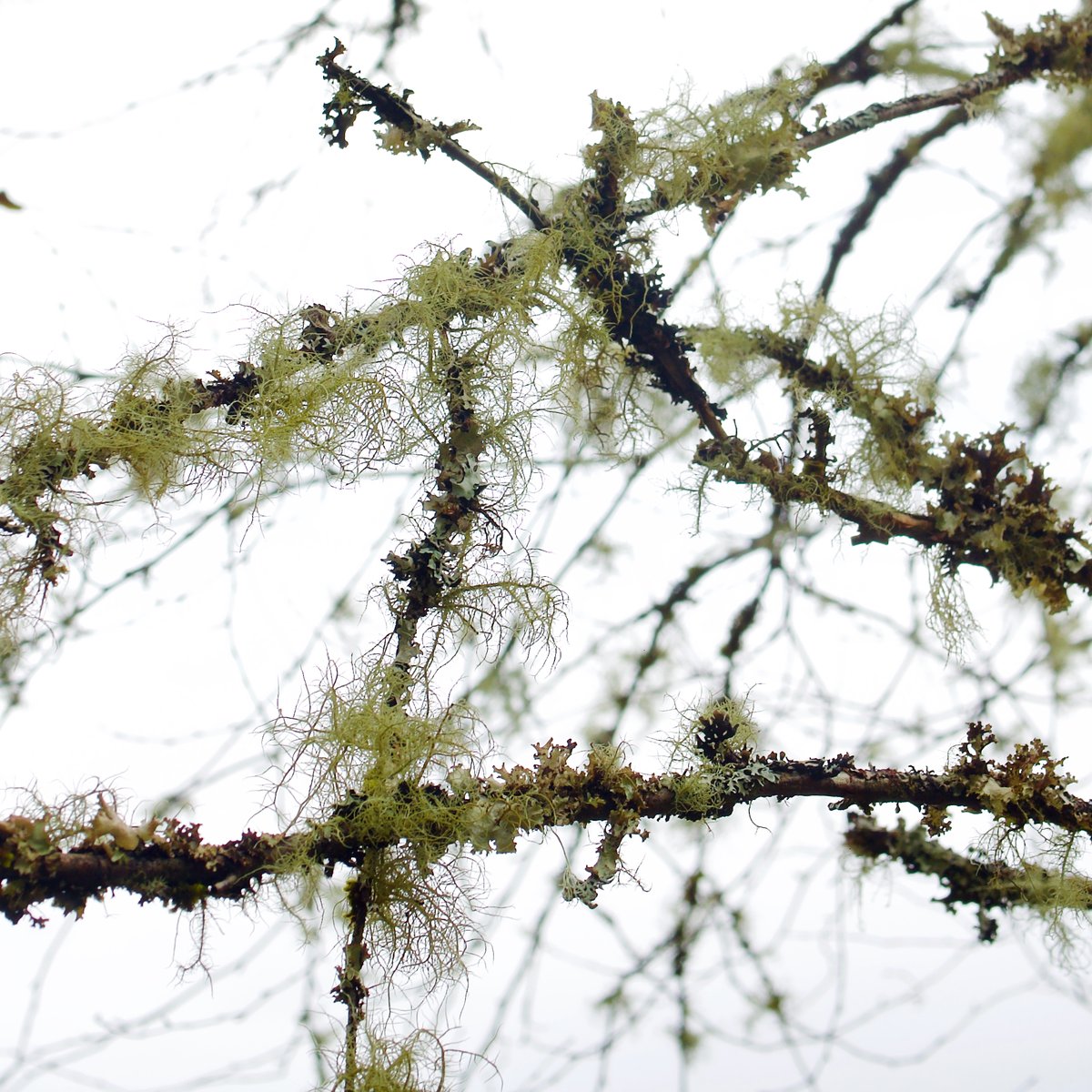 Radio gorgeousness.  Lose yourself in an ancient Scottish woodland with oaks and moths, fungi, ecologists, music and a special radio-poem by myself. Now up on BBC Sounds.
bbc.co.uk/sounds/play/m0…