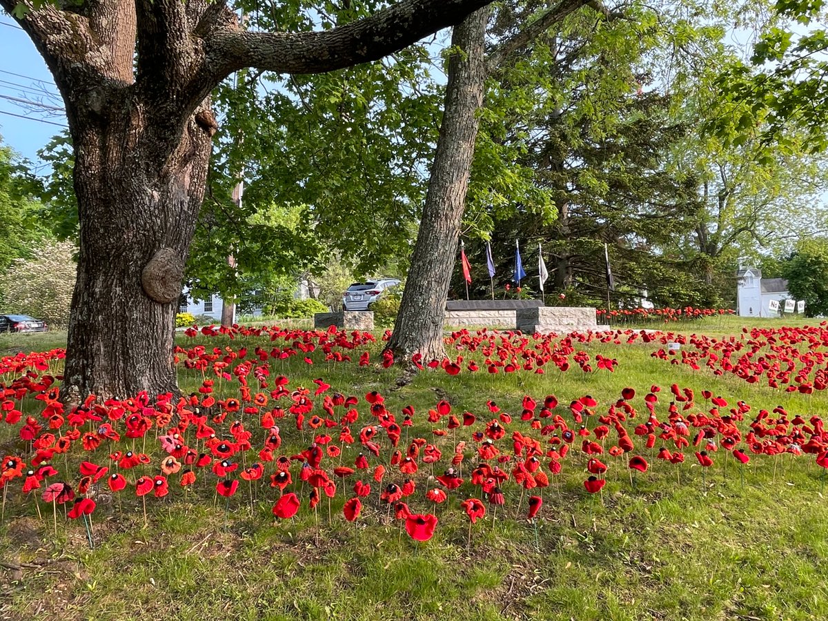 Carlisle MA Annual Poppy Display for Memorial Day. 4000+ community hand crafted poppies on the town common. This year design is a maze with plaques relating back to local servicemen.#LestWeForget #MemorialDay #Massachusetts
