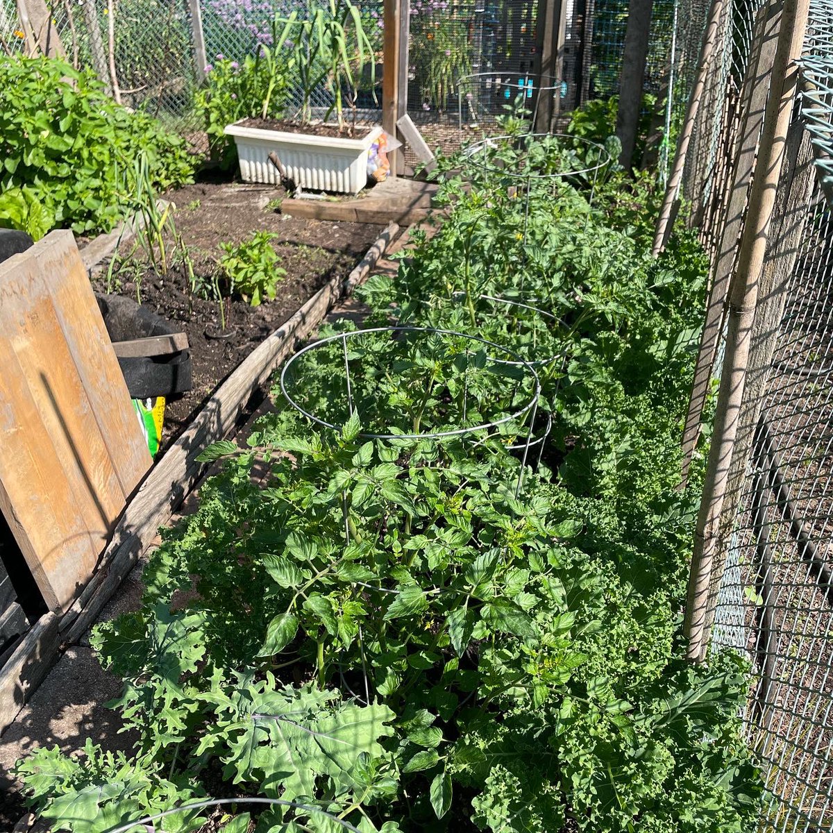 What’s growing at the Richmond Community Gardens? 

Can you guess the names of the plants in all the photos?

These photos are taken from our Paulik Park site (right next to our office) so lovely to so much green! 

#richmondgrows #richmondgrowing #communitygardens #richmond