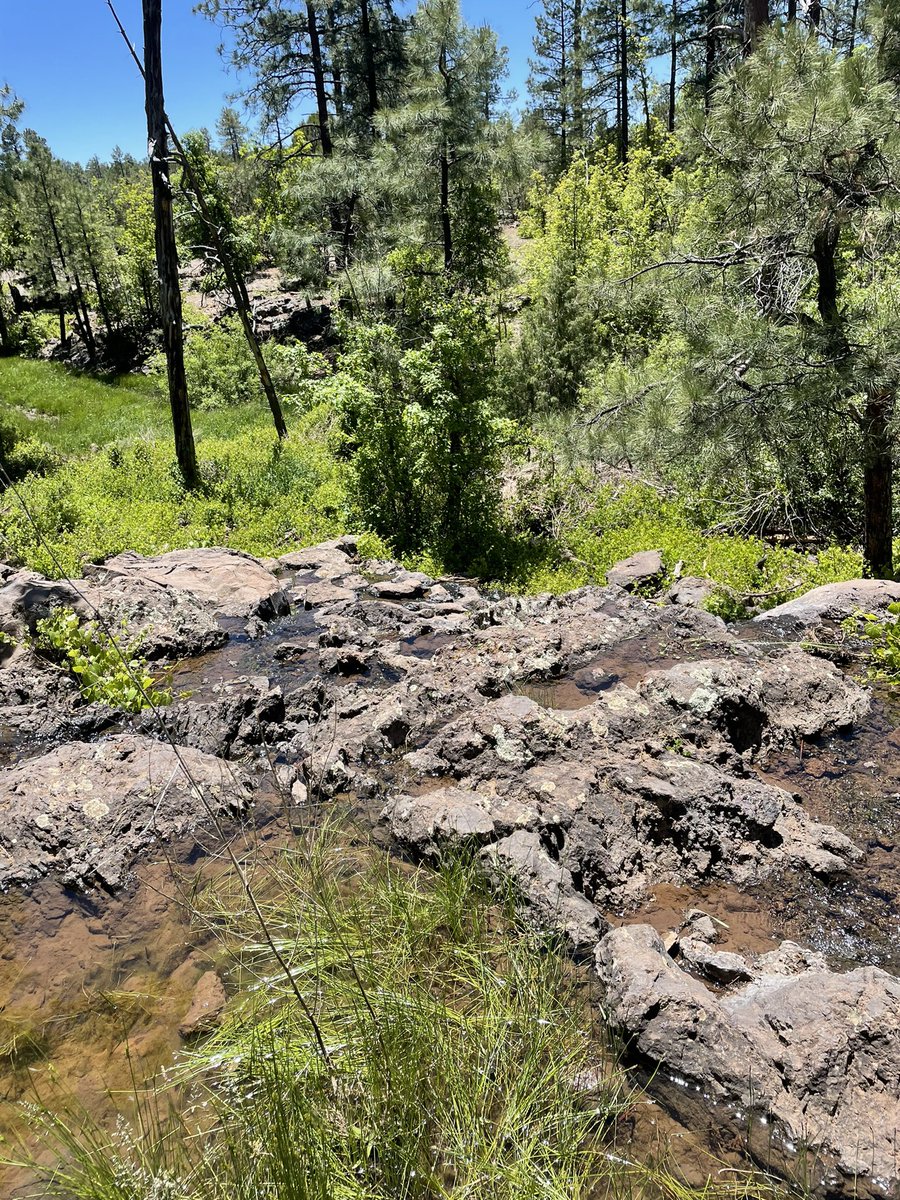 Had a great weekend up north hiking and enjoying the cool air with @munoz_grayson . I can’t wait to get back home and get some work in! #hikingadventures #pinetop  #stayingactive