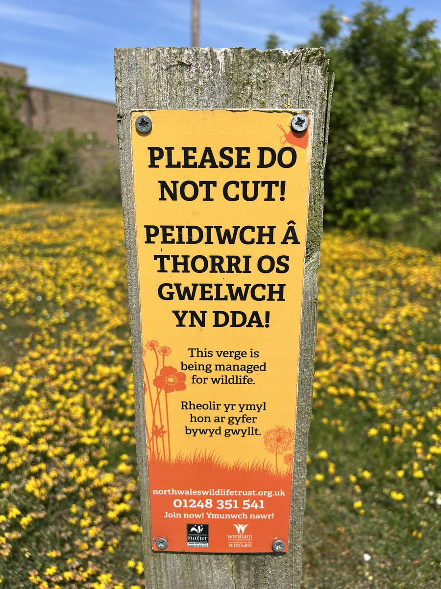 This verge is situated on an industrial park, today when I visited the maintenance crew were there & they were excitedly telling me all about the ‘Bumblebee Orchids’. Just brilliant! I wish more of our precious wild flowers were managed so lovingly! #NoMowMay #NoMow