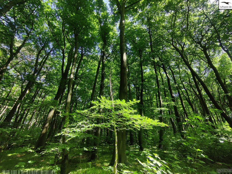 luft_spiel's tweet photo. #Baum #forest #green #grew #grün #Natur #nature #Sonne #sun #tree #wachsen #Wald

https://t.co/SZ1nSJAAPy https://t.co/2BxeO7G9i5