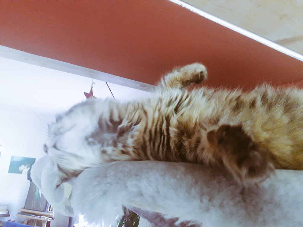 MalStrat's tweet photo. @_Vic_SkY 😸 https://t.co/uTTw79v6fT