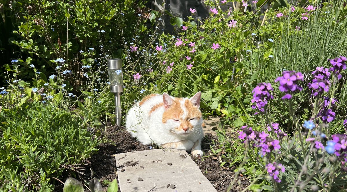 A flowery #Hedgewatch in the sunshine ⁦<a href="/Hedgewatchers/">Hedgewatch</a>⁩
