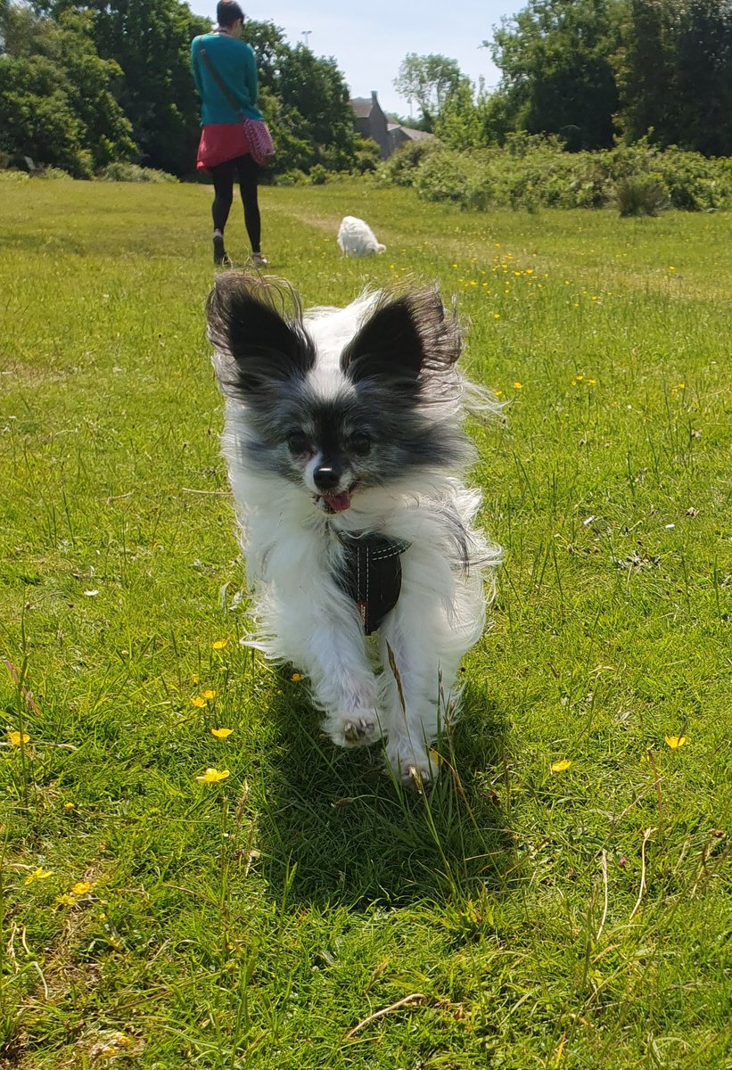 PeteWJ's tweet photo. Perfect day for a wander on the common https://t.co/sizSegrnzQ