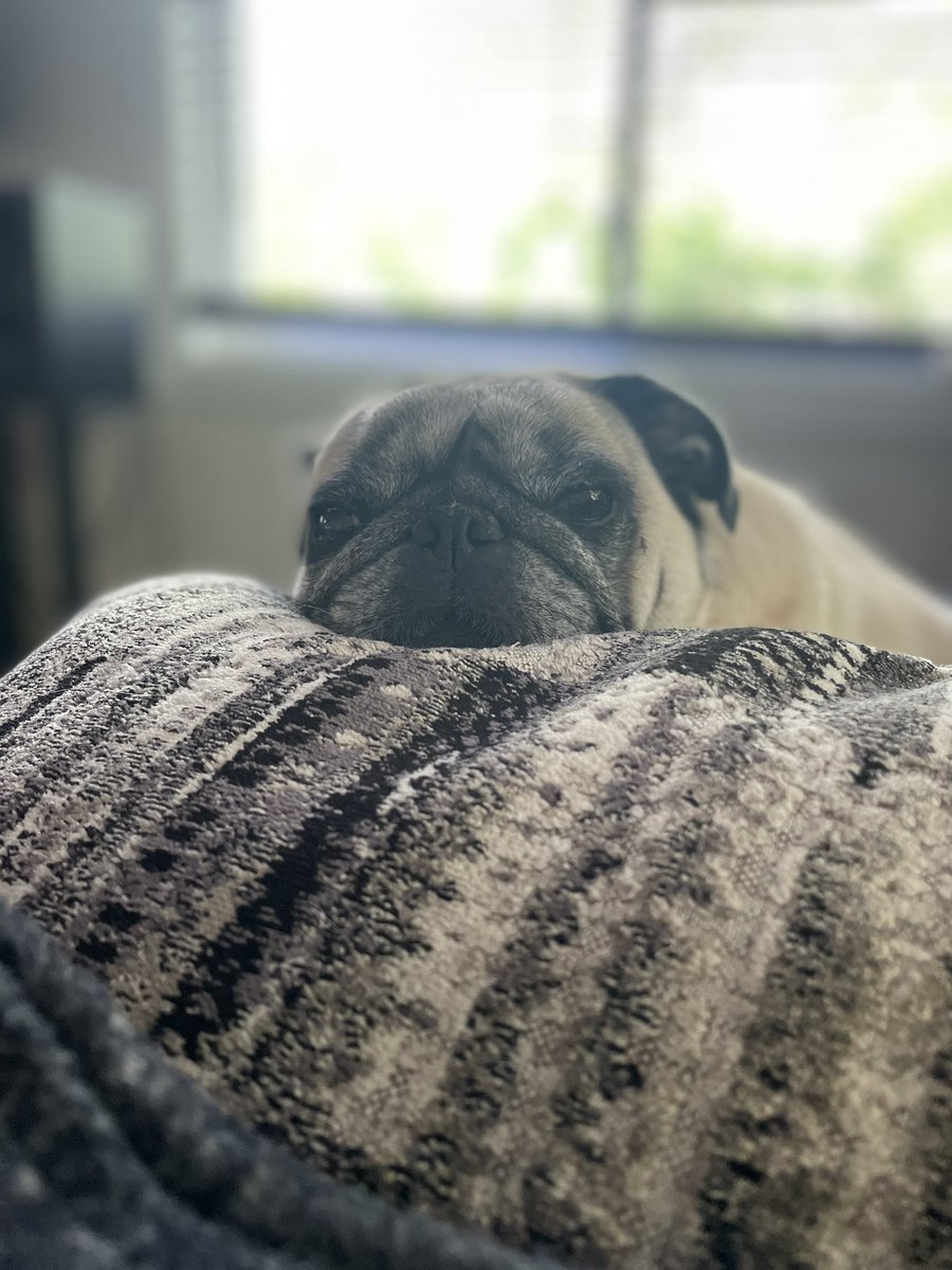 nlwisco's tweet photo. πΆLazing on a βMondayβ afternoonπΆ #buddythepug #puglyfe #honeypug https://t.co/MSX4TlECXe