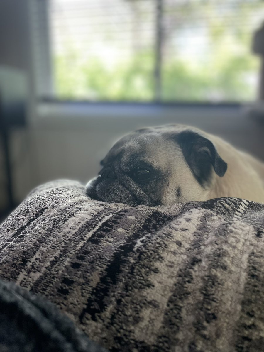 nlwisco's tweet photo. πΆLazing on a βMondayβ afternoonπΆ #buddythepug #puglyfe #honeypug https://t.co/MSX4TlECXe