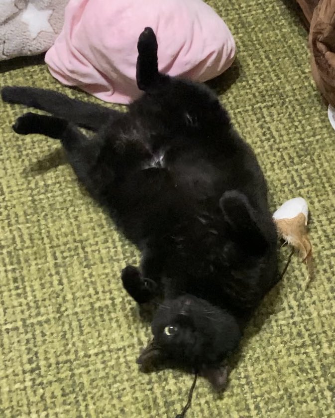 膝から崩れ落ちるほど可愛いヘソ天です🥰 https://t.co/1QCv4PHdPR