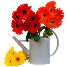 Vera Curaj-Minuz tweet media