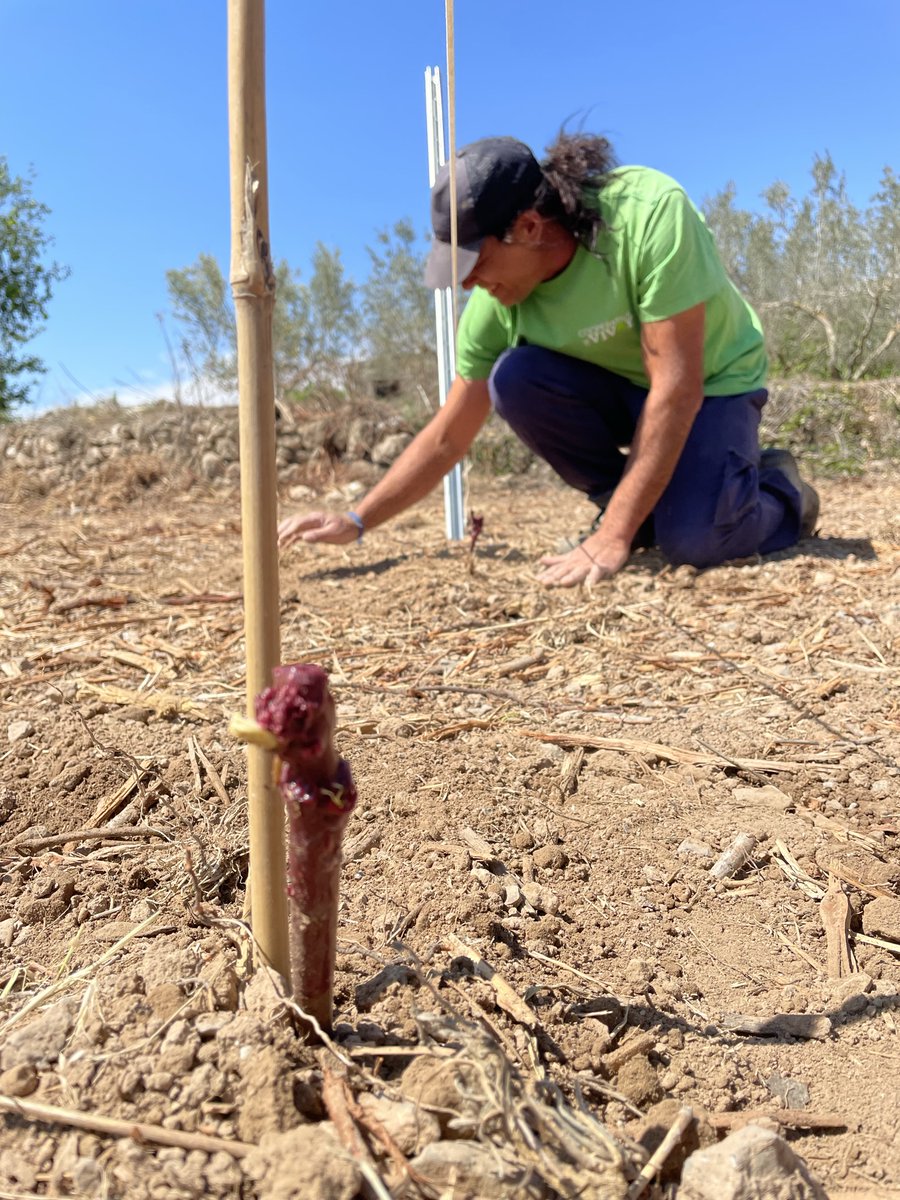 AgroNewsCV's tweet photo. La @coopviver logra que se registren las variedades autóctonas de uva antigua Pampolat y Mondragón. Este año lanzará ya una edición limitada en formato reducido del primer vino elaborado con Pampolat

https://t.co/LZKXCmMymI https://t.co/3HiuQmXmPn
