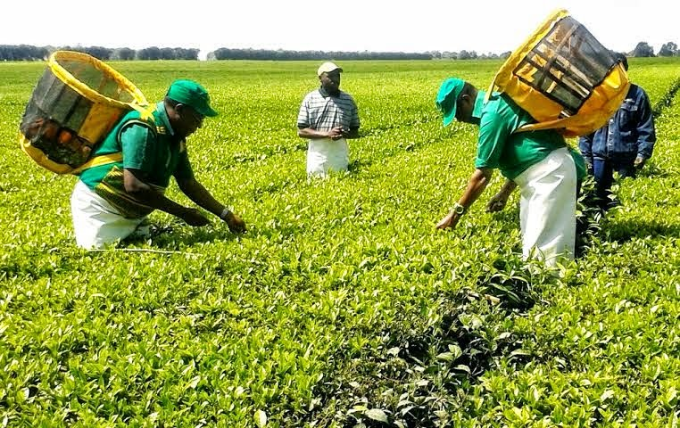 🌾 Applauding President Samia Suluhu's efforts to enhance food production! Her dedicated approach aims to raise the yield of staple crops from 17.14 to 18.7 million tons in 2023. A prosperous future lies ahead for Tanzanian agriculture! #FoodSecurity #FarmersFirst #MamaYukoKazini