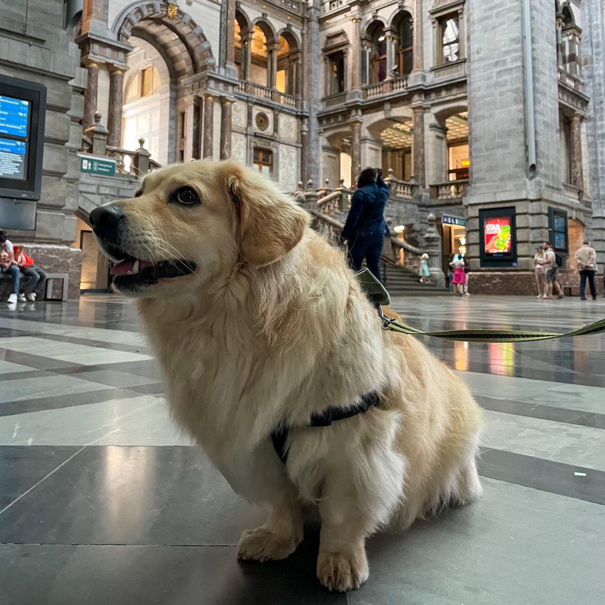 Citytrip! #citytrip #antwerpen #centraalstation #schoolhond