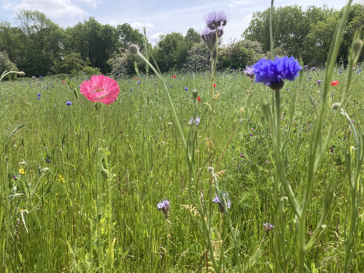 The field beyond The Westwood seems to have been sown with wildflowers instead of cereals this year. It looks amazing! #grimupnorth #eastriding #beverley