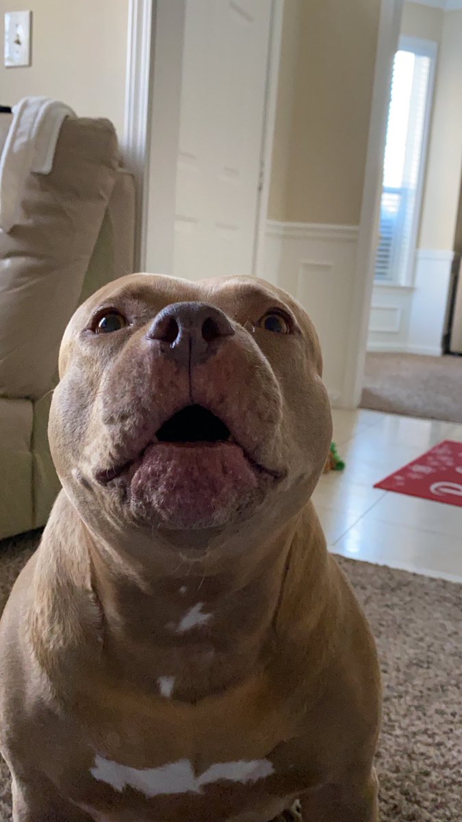 My Baby Molly, she would love to sing 🎶 Oh Beautiful🇺🇸 &amp; God Blessed the USA 🇺🇸👏👏🎶🎶🎶Rest in Divine Peace my Ángel 🐾🐾❤️❤️❤️🙏🕊️❤️