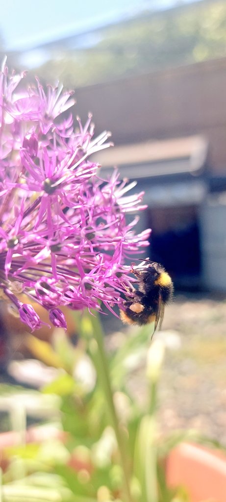My mum recommended planting alliums for the bees. It's good to see this little bee appreciates them!

#gardenhour #bees #insects #pollinators #wildlifefriendlygardening