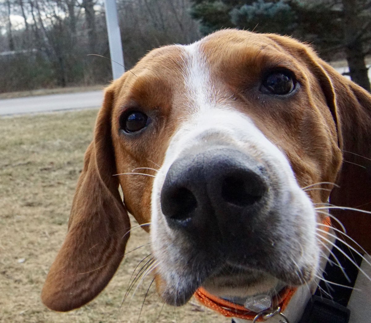 Hi, I'm just a #babydog so it's been hard being in the shelter SOOO long (since Feb).  😢
But the folks here are trying to spread the word everywhere to find me a home. ❤️
It will happen soon.  I just know it. 🙏
xxx Baxter