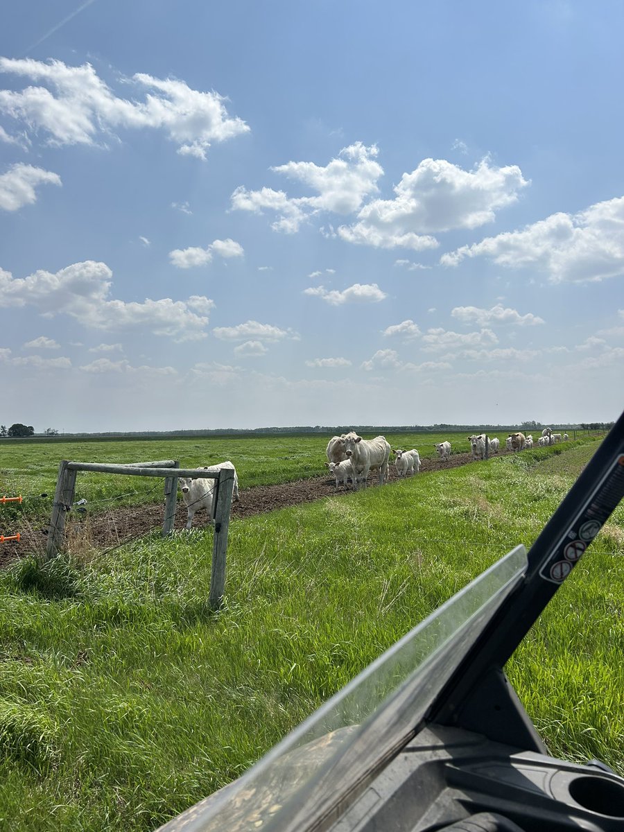 geisel_jarret's tweet photo. Cows out to pasture this weekend. https://t.co/4cXXI8c8PJ