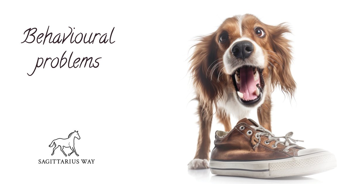 Book a session with us and let's work together to create a harmonious coexistence between you and your furry friend. Enquire now.

sagittariusway.com/behavioural-pr…

#sagittariusway #animalconnection #petbehavior #animalcommunication #compassionatecare