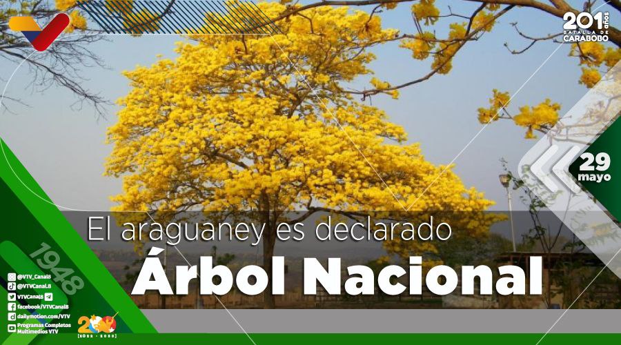 carolina millan (@carolin93147910) on Twitter photo #UniónSuramericana | El Araguaney fue declarado Árbol Nacional de Venezuela el #29May de 1948 por el presidente Rómulo Gallegos. Esta especie autóctona presenta su floración durante los meses de febrero a abril de cada año. <a href="/NicolasMaduro/">Nicolás Maduro</a> #UniónSuramericana | El Araguaney fue declarado Árbol Nacional de Venezuela el #29May de 1948 por el presidente Rómulo Gallegos. Esta especie autóctona presenta su floración durante los meses de febrero a abril de cada año. <a href="/NicolasMaduro/">Nicolás Maduro</a>