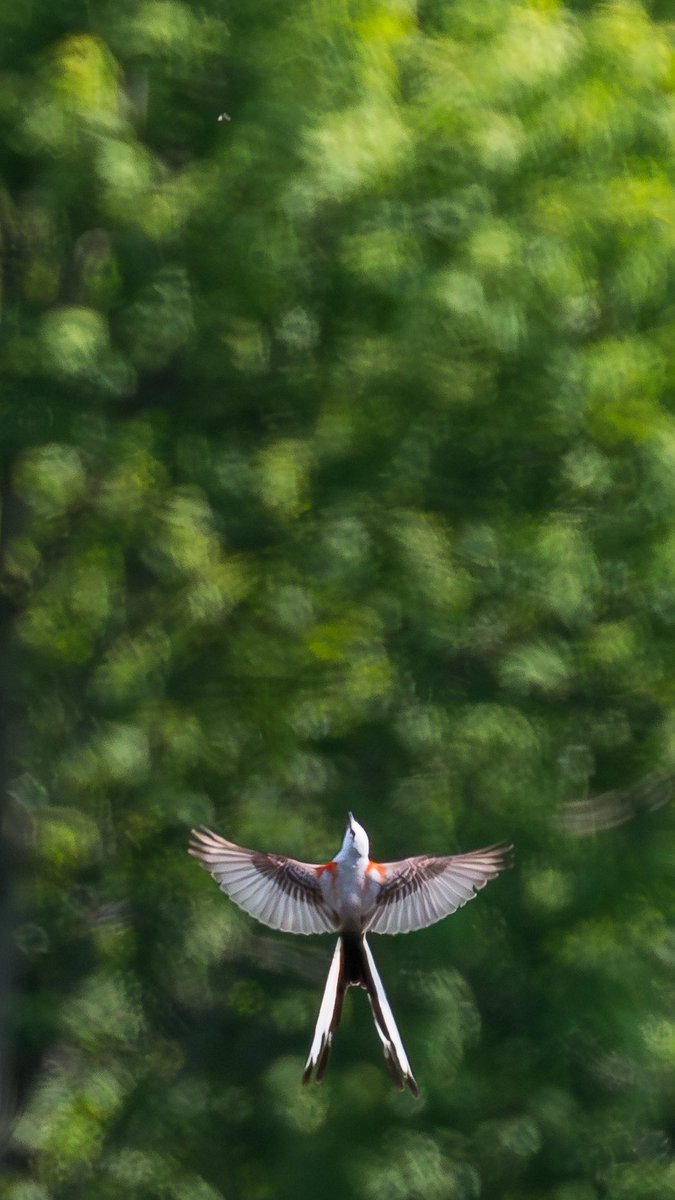 Was going to do a 100km training ride yesterday with a side of Connecticut Warbler but this Scissor-tailed Flycatcher, a Texas bird, showed up 20km from the house. Quick change of route and I got to experience this marvel 🤩🤯