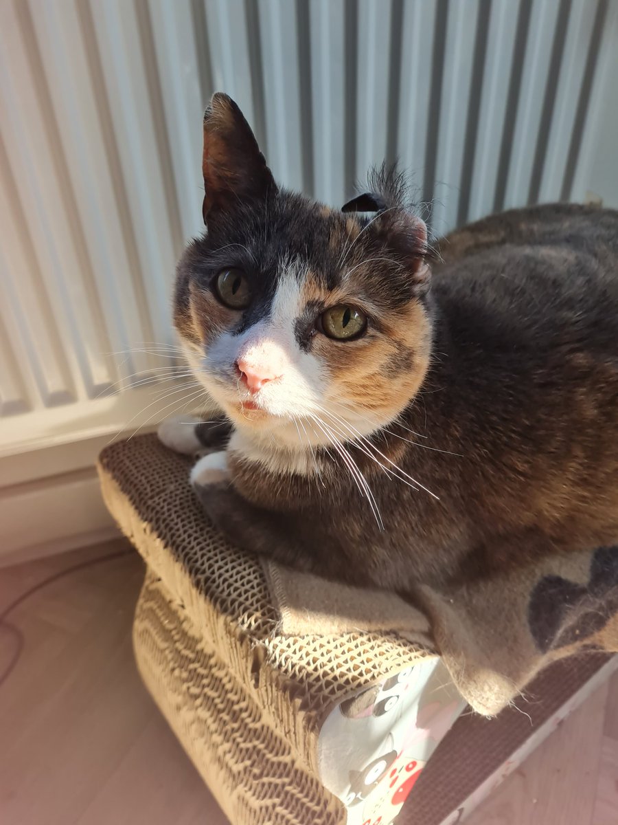 LisaKitto2's tweet photo. She flipped her ear inside out when bathing herself again 😻😭 my heart could explode 💜 https://t.co/5h82eq2c28