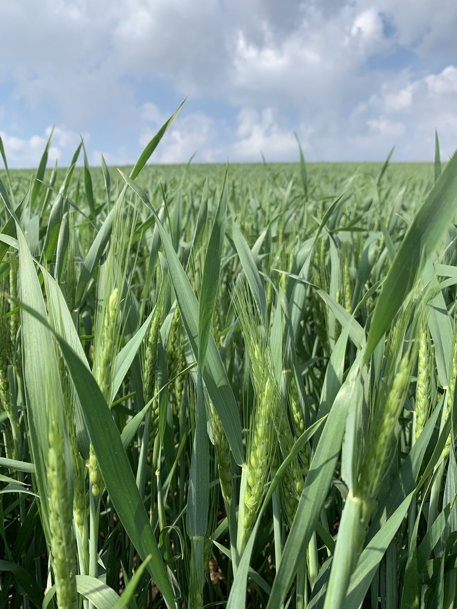 Leanne Freitag, CCA-ON (@leannefreitag) on Twitter photo Optimal timing for Prosaro Pro is Zadoks 60-64 (day +2 to +5).
I really like this wheat staging guide from GFO & OMAFRA: gfo.ca/wp-content/upl…
<a href="/Bayer4CropsCA/">Crop Science Canada</a> Optimal timing for Prosaro Pro is Zadoks 60-64 (day +2 to +5).
I really like this wheat staging guide from GFO & OMAFRA: gfo.ca/wp-content/upl…
<a href="/Bayer4CropsCA/">Crop Science Canada</a>
