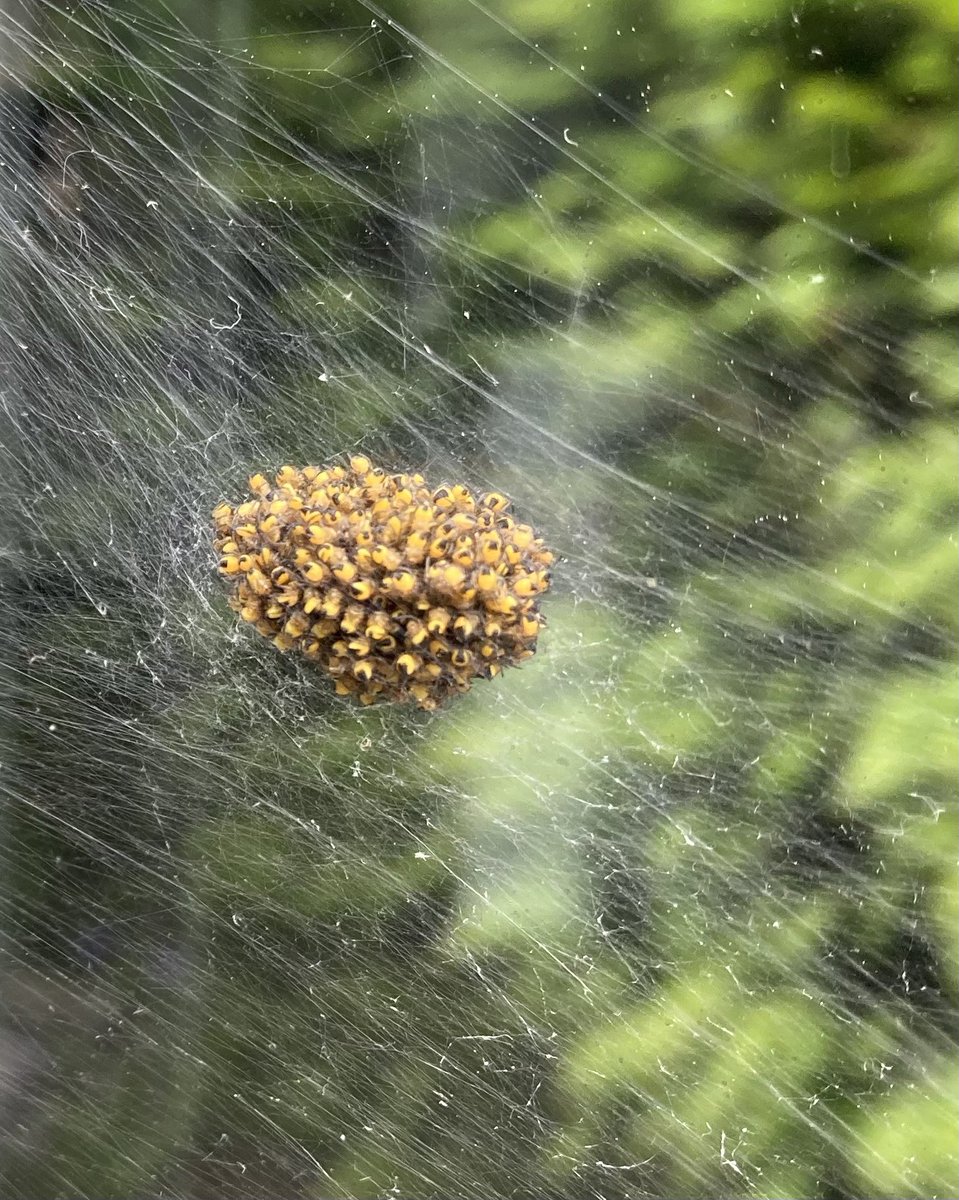 Dit zit aan onze schuurdeur. Het lijken wel gouden balletjes. Wat is het?!