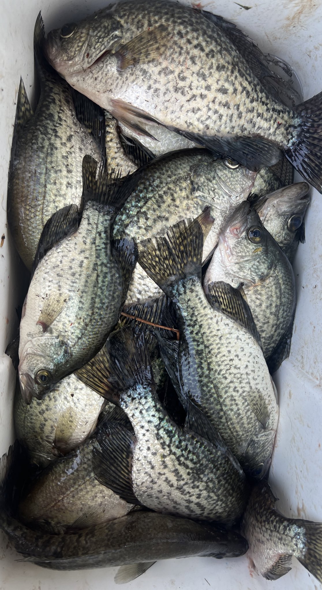 CajunAsian on X: We caught bream one afternoon in the boat but tore up the  fish last night and the night before off our dock 🎣 Probably 50 White perch  aka Sac-A-lait…