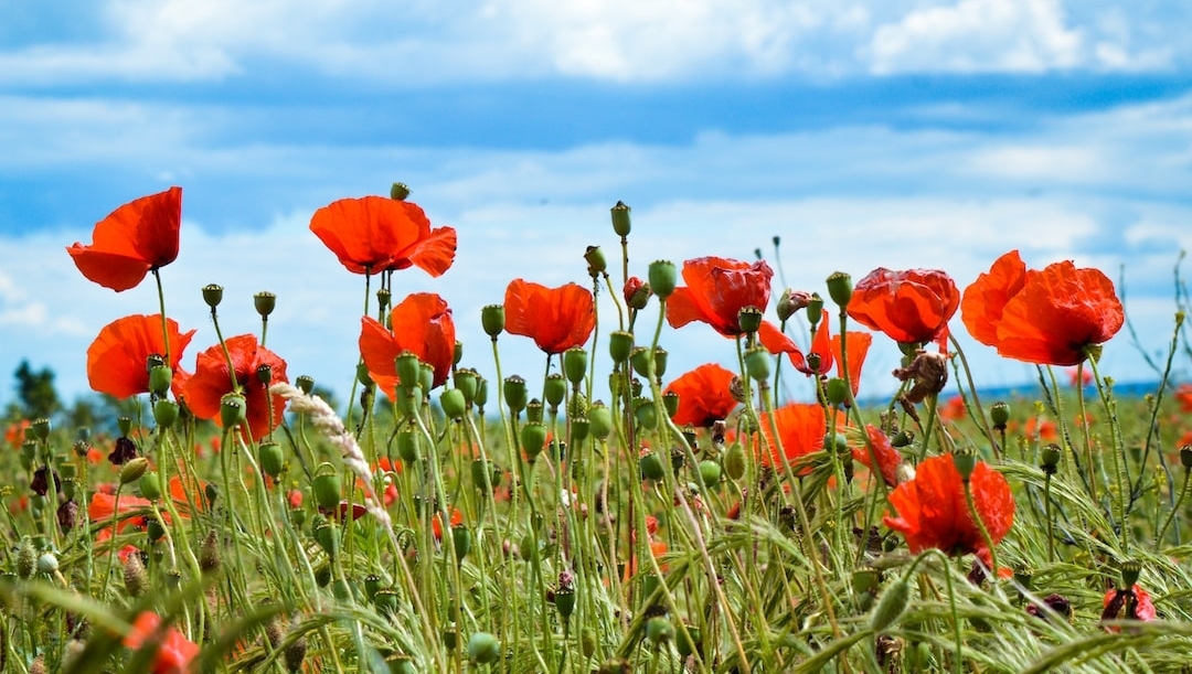 Today, we honor the brave men and women who made the ultimate sacrifice for our country. Let us never forget their selflessness and dedication to protecting our freedoms. 🇺🇸