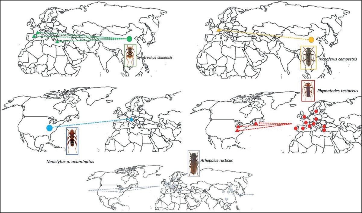Scientists conducted a worldwide field trial programme using traps with a standardised 8-pheromone blend for the early detection of non-native #longhornbeetles. A database of nearly 400 species trapped with these lures is presented: doi.org/10.3897/neobio…
#HOMED_SI #Cerambycidae