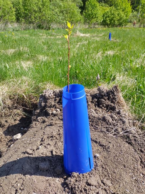 MinnaRautalin's tweet photo. Metsitystä talkoilla ympäristön hyväksi Euran Paneliassa 🍃 Kunnan joutomaalla kasvaa jatkossa koivumetsä!
#metsitys #vesiensuojeluntehostamisohjelma #vedenvuoro #vesikestävä
@yministerio @POPELYkeskus @metsakeskus @PJinstituutti @SatakunnanAMK @EuranKunta https://t.co/75rZSboGNX