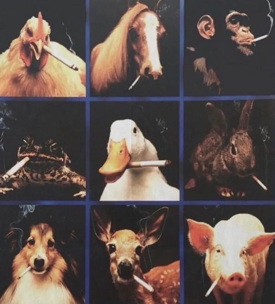 fuhdatshi's tweet photo. these animals dope as shit https://t.co/Wk45YTosr5